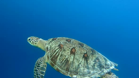 Beautiful Wild Sea Creature in Wild Oceanic Ecosystem Turtle Swimming in Blue Clear Water Scuba