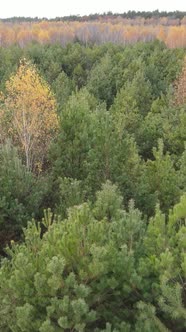 Vertical Video of an Autumn Forest During the Day