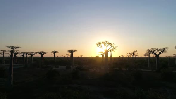 Avenue Of The Baobabs Morondava Madagascar 29