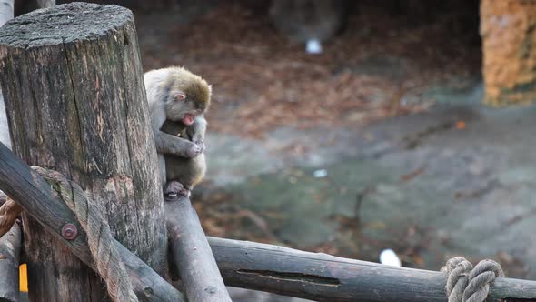 Japanese Macaques. Monkeys, Mother Cares for the Cub.