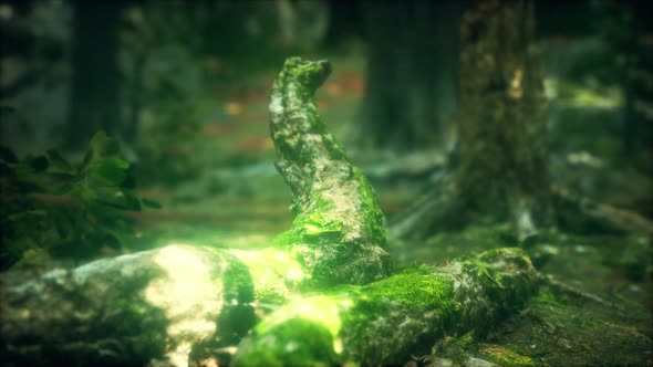 Old Trees with Lichen and Moss in Green Forest