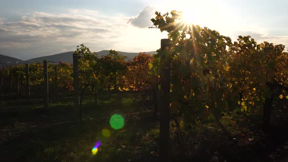 Bright Autumn Red Orange Yellow Grapevine Leaves at Vineyard in Warm Sunset Sunlight
