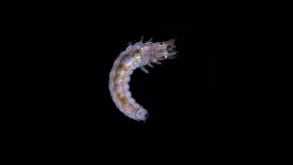 Beetle larva of family Hydrophilidae under a microscope, order Coleoptera