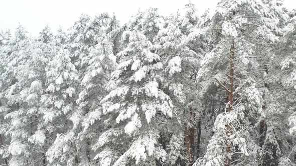 View From the Height of the Winter Forest with Snowcovered Trees in Winter