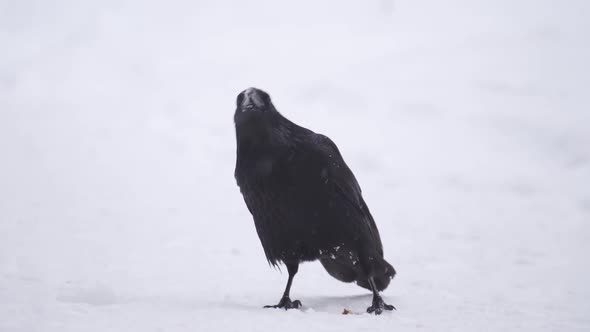 Black Bird Crow Looking at Camera Close Up