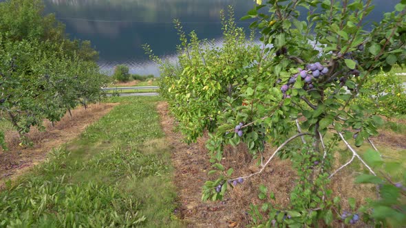 Walking forward in between rows of fruit trees filled with plums - Organic farming in Hardanger Norw