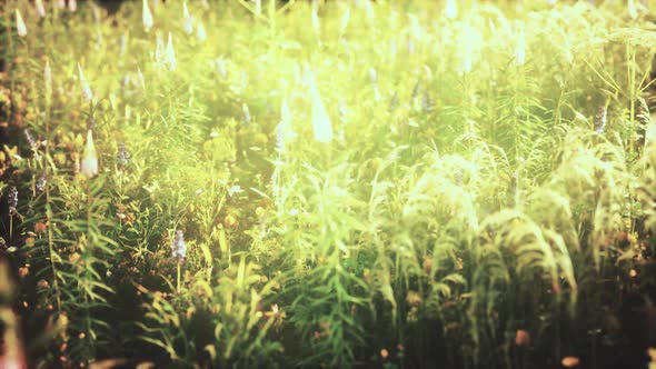 Wild Field Flowers at Summer Sunset