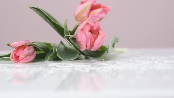 pink blooming tulips fall on wet table. Slow-motion close-up.