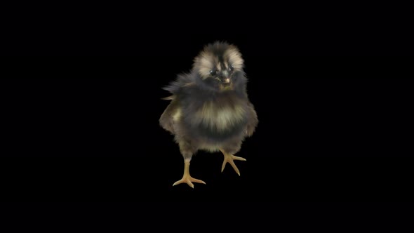 16 Baby Chicks Dancing 4K