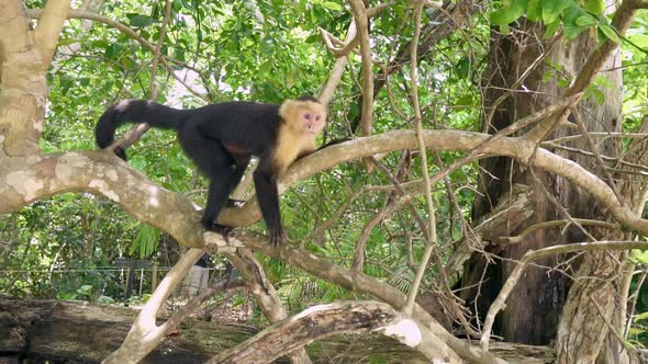 White headed Capuchin monkey in a jungle tree in Costa Rica, SLOW MOTION