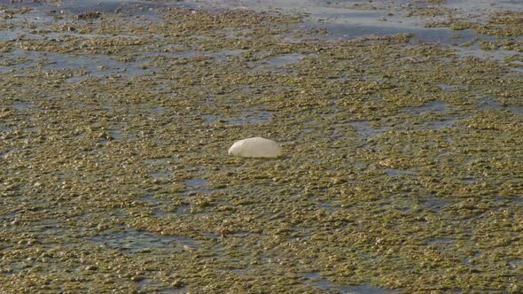 Plastic Bag Floats Among Algae in Dirty River Water