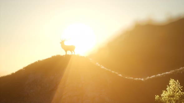 Deer Male in Forest at Sunset