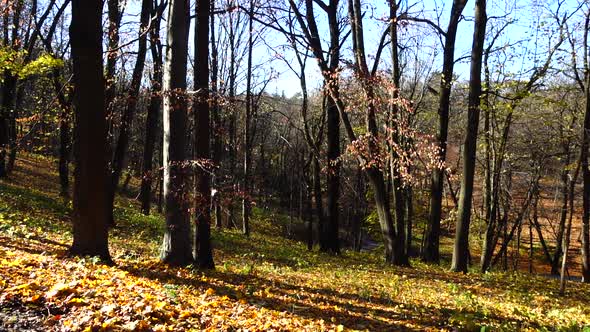 Oaks and maples in the autumn park.