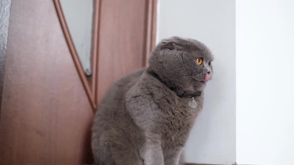 Beautiful Gray Cat Breed Scottish Fold Sitting in a Room By the Door