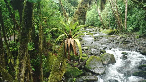 Bromeliad Tropical Plant on Tree with Rainforest River Scenery in Costa Rica, Beautiful Nature and J