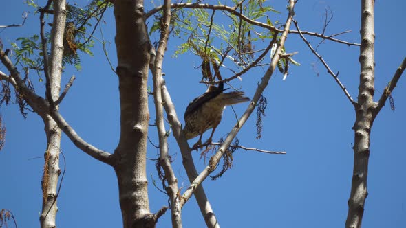 Fijian Goshawk balancing on small twig flying away against perfect blue sky