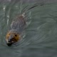 Nutria in Water - VideoHive Item for Sale