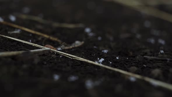 Close up of snow falling onto black dirt and melting on the ground.