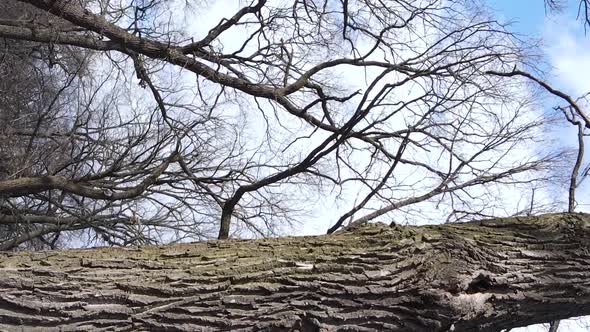 Vertical Video of the Forest with Trees Without Leaves