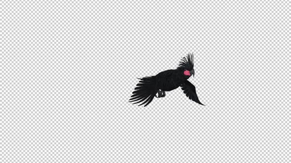 Black Parrot - Palm Cockatoo - Flying Transition - III - Alpha Channel