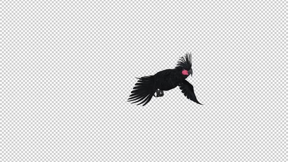 Black Parrot - Palm Cockatoo - Flying Transition - III - Alpha Channel alt