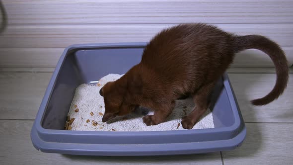 Kitten digs curiously plays in tray with sand. Cute brown cat at home