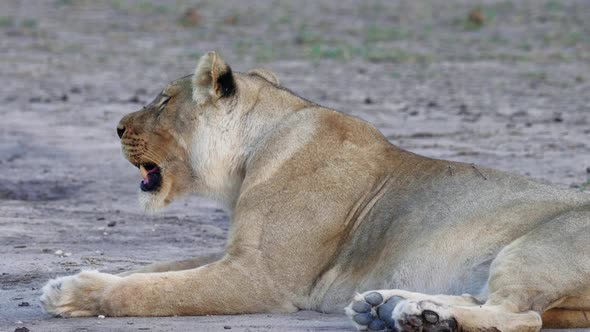 Resting lioness breathes heavily, laying on the dry ground in Nxai Pan National Park.