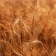 Gold Wheat Field - VideoHive Item for Sale