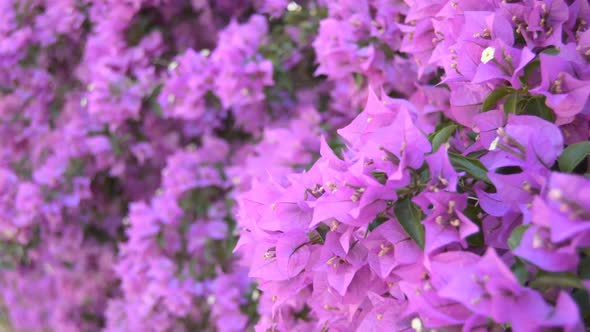 Big Pink Flowers on a Big Bush