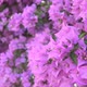 Big Pink Flowers on a Big Bush - VideoHive Item for Sale