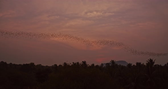 Massive Colony Of Bats Flying In Unison Through Frame Over Cambodian Jungle During Sunset In 4K