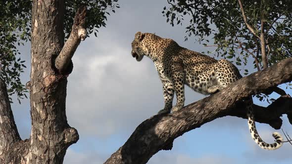 A leopard panting while perched in a tree under the hot daytime sun, then stretches and climbs highe