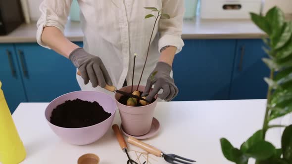 A Cute Girl Transplants a Plant at Home in Garden Gloves