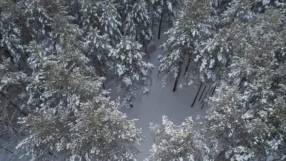 Skier Through The Forest