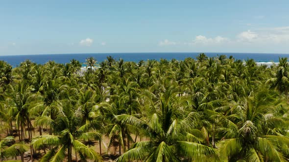 Tropical Beach with Palm Trees Aerial View