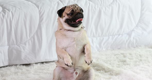 Happy dog pug breed smile and standing playing in bedroom