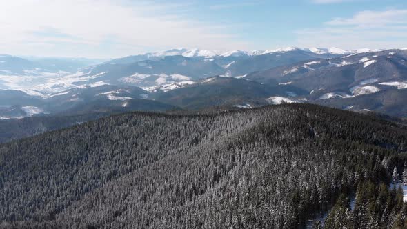 Flying Over Landscape Snowy Spruce Forest on Top of Snowy Carpathians Mountains