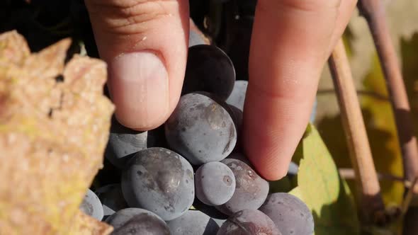 Picking up berry from cluster of grapevines close-up slow motion video