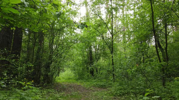 Summer Forest with Pine Trees Slow Motion