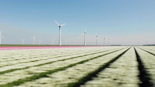 Beautiful Field Of Dutch Tulips At Summer Near Wind Farm At North Holland, Netherlands. - aerial