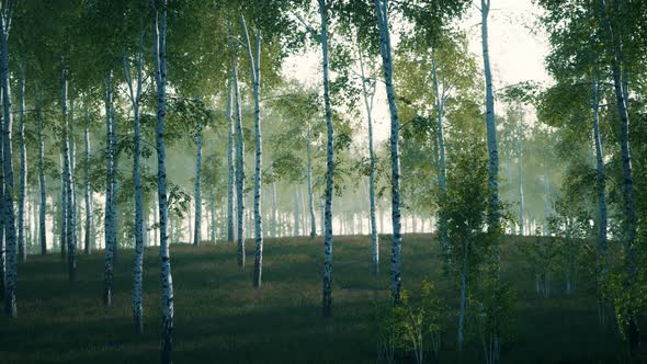 Panorama of Birch Forest with Sunlight