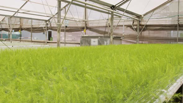 Large industrial nursery with organic vegetable plants growing inside a greenhouse