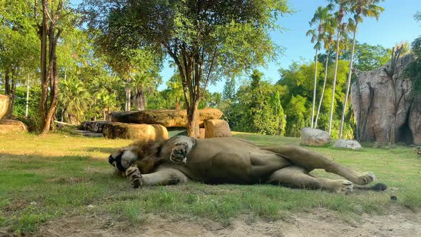 Lazy Lion Lies on Its Back with Its Paws Spread Out to the Sides