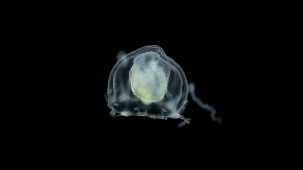 Jellyfish Under a Microscope Possibly Hydractiniidae Family Suborder Filifera