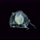 Jellyfish Under a Microscope Possibly Hydractiniidae Family Suborder Filifera - VideoHive Item for Sale