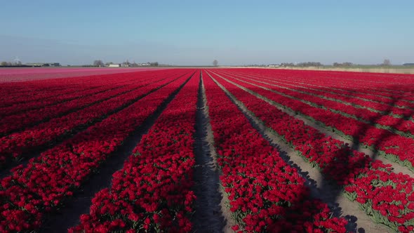 Colorful flowerfields with blooming tulips in the Flevopolder of the Netherlands