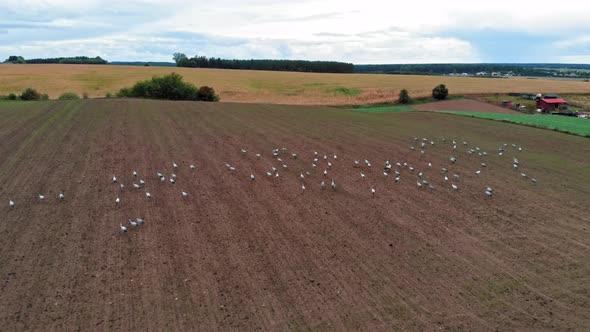 Large group of common cranes starting, taking off from rural field for migration flight. Poland, pom