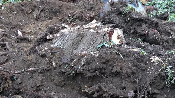 Excavator Clearing Land the Uprooting of Trees Into