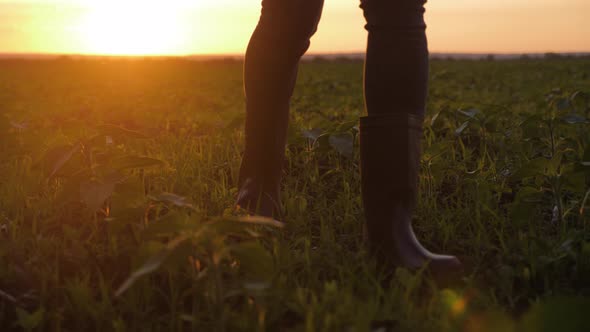 Farmer Goes with Rubber Boots Along Green Field. Rubber Boots for Work Use. A Worker Go with His