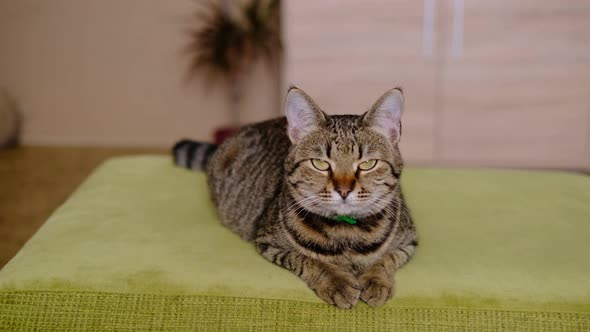 Striped Tabby Grey Cat Lies on the Green Sofa and Looking Straight a in the Room